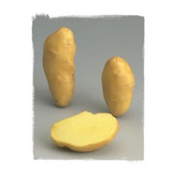 100 Plants De Pomme De Terre BF 15