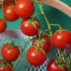 3 Plants Tomate Cerise Super Sweet En Pot -Jardin Et Extérieur 3 plants tomate cerise super sweet en pot