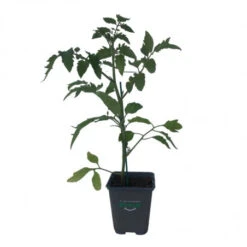 3 Plants Tomate Cerise Super Sweet En Pot -Jardin Et Extérieur 3 plants tomate cerise super sweet en pot 3
