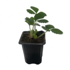 6 Plants Fraisier Mara Des Bois Motte 7 Cm -Jardin Et Extérieur 6 plants fraisier mara des bois motte 7 cm 5