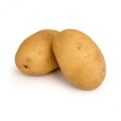 Adora 100 Plants De Pomme De Terre