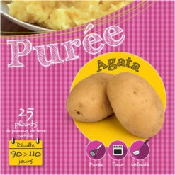 Agata 25 Plants De Pomme De Terre