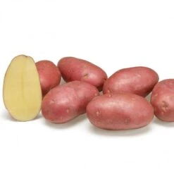 Alouette 60 Plants De Pomme De Terre