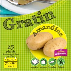 Amandine 25 Plants De Pomme De Terre