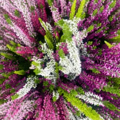 Bruyere En Pot Calluna High Five - Bruyère Commune