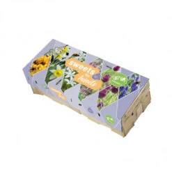 BULBES DE FLEURS POUR INSECTES