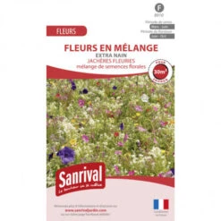 Graines Massif Extra Nain