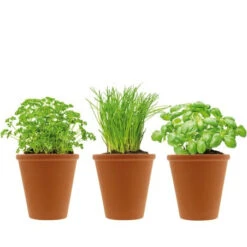 Herbes Aromatiques Et Pots En Terre Cuite