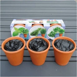 Herbes Aromatiques Et Pots En Terre Cuite -Jardin Et Extérieur herbes aromatiques et pots en terre cuite 3