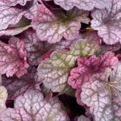 Heuchere Rose Berry Smoothie Pot De 1L