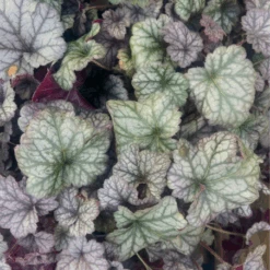 Heuchère En Pot Cinnabar Silver 1L