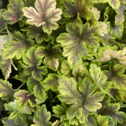 Heuchere Golden Zebra Plante Extérieure En Pot De 1L