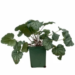 Heuchere Green Spice Plante Interieur Exterieur Pot 1L -Jardin Et Extérieur heuchere green spice 3