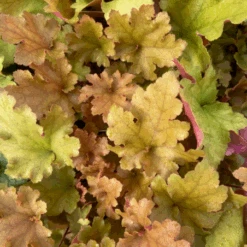 Heuchère Marmelade Couleur Caramel Pot De 1L