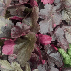 Heuchere Midnight Rose Plante Vivace Pot De 1L