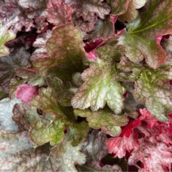 Heuchere Rouge/pourpre Variété Peach Flambe 1L