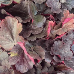 Heuchère Pourpre Variété Bella Notte Pot De 1L