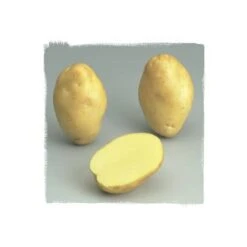 Kerpondy 100 Plants De Pomme De Terre