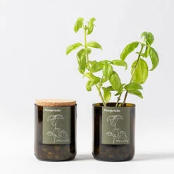 Kit Bouteille Prêt à Pousser Basilic 8 Kit Bouteille Prêt à Pousser Basilic -Jardin Et Extérieur kit bouteille pret a pousser basilic 2
