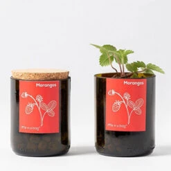 Kit Bouteille Prêt à Pousser Fraises 8 Kit Bouteille Prêt à Pousser Fraises -Jardin Et Extérieur kit bouteille pret a pousser fraises 2