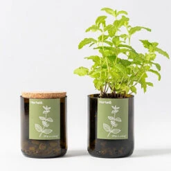 Kit Bouteille Prêt à Pousser Menthe -Jardin Et Extérieur kit bouteille pret a pousser menthe 2