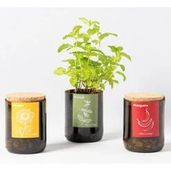 Kit Bouteille Prêt à Pousser Menthe -Jardin Et Extérieur kit bouteille pret a pousser menthe 4