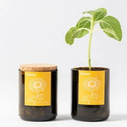 Kit Bouteille Prêt à Pousser Tournesol -Jardin Et Extérieur kit bouteille pret a pousser tournesol 3