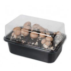 Kit Champignons De Paris Gris à Faire Pousser 8 Kit Champignons De Paris Gris à Faire Pousser -Jardin Et Extérieur kit champignons de paris gris a faire pousser 2