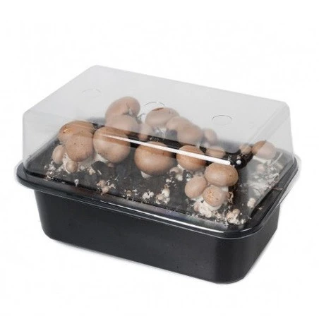 Kit Champignons De Paris Gris à Faire Pousser 5 Kit Champignons De Paris Gris à Faire Pousser – Image 3