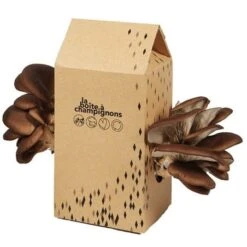 Kit Champignons En Boite 4 Personnes - Pleurotes Gris -Jardin Et Extérieur kit champignons en boite 4 personnes pleurotes gris 3