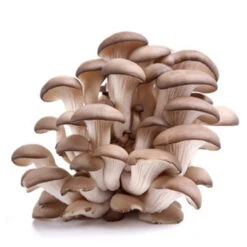 Kit Champignons Pleurotes Gris à Faire Pousser -Jardin Et Extérieur kit champignons pleurotes gris a faire pousser 2