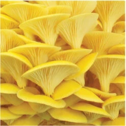 Kit Champignons Pleurotes Jaunes à Faire Pousser -Jardin Et Extérieur kit champignons pleurotes jaunes a faire pousser 2