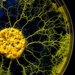 Kit élevage Blob Pour Enfants -Jardin Et Extérieur kit elevage blob pour enfants 4