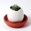 Kit Oeuf Cactus Prêt à Pousser 2 Kit Oeuf Cactus Prêt à Pousser -Jardin Et Extérieur kit oeuf cactus pret a pousser