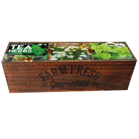 Kit Prêt à Pousser - Herbes à Thé 3 Kit Prêt à Pousser - Herbes à Thé