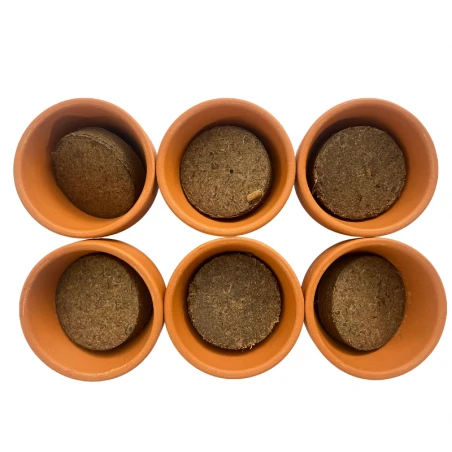 Mini Serre 6 Pots Sapins De Noël 8 Mini Serre 6 Pots Sapins De Noël – Image 6