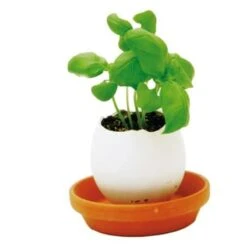 Oeuf Kit Basilic 9 Oeuf Kit Basilic -Jardin Et Extérieur oeuf kit basilic 1