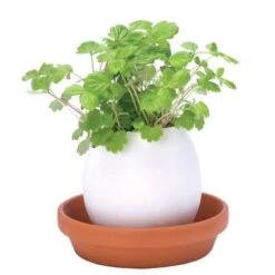 Oeuf Kit Fraise Des Bois -Jardin Et Extérieur oeuf kit fraise des bois 1