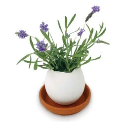 Oeuf Céramique Kit Lavande -Jardin Et Extérieur oeuf kit lavande 1
