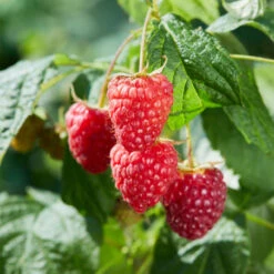 Plant Framboisier Marastar Pot De 2L