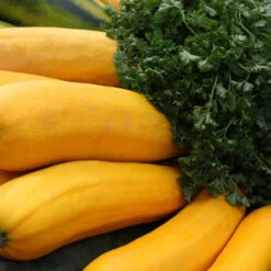 3 Plants Courgette Jaune Orelia F1 Pot