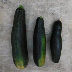 3 Plants Courgette Tarmino F1 En Pot