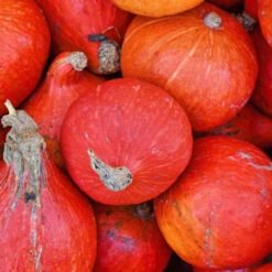 3 Plants Potimarron Rouge Vif D'Etampes