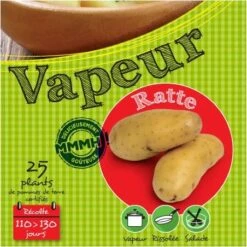 Ratte 25 Plants De Pomme De Terre