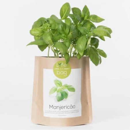 Sac Papier Prêt à Cultiver Basilic 4 Sac Papier Prêt à Cultiver Basilic – Image 2