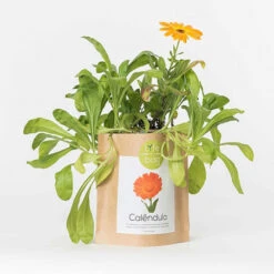 Sac Papier Prêt à Cultiver Calendula -Jardin Et Extérieur sac papier pret a cultiver calendula 1