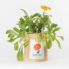 Sac Papier Prêt à Cultiver Calendula -Jardin Et Extérieur sac papier pret a cultiver calendula