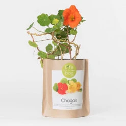 Sac Papier Prêt à Cultiver Capucine -Jardin Et Extérieur sac papier pret a cultiver capucine 1