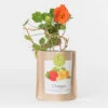 Sac Papier Prêt à Cultiver Capucine -Jardin Et Extérieur sac papier pret a cultiver capucine