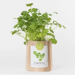Sac Papier Prêt à Cultiver Coriandre -Jardin Et Extérieur sac papier pret a cultiver coriandre 1